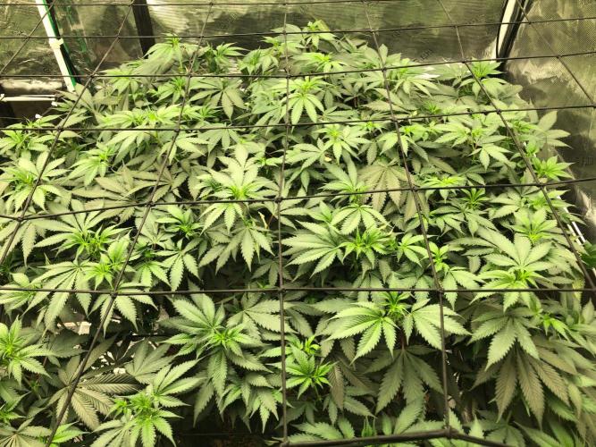 Silver Widow Kannabaia Indoor Summer. Week 12