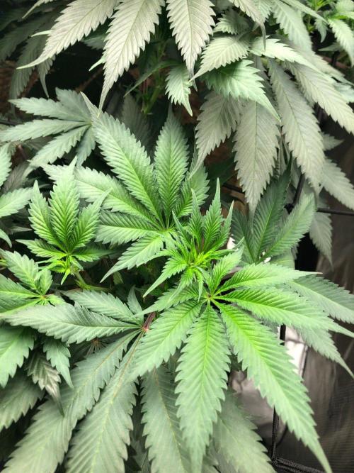 Silver Widow Kannabaia Indoor Summer. Week 12