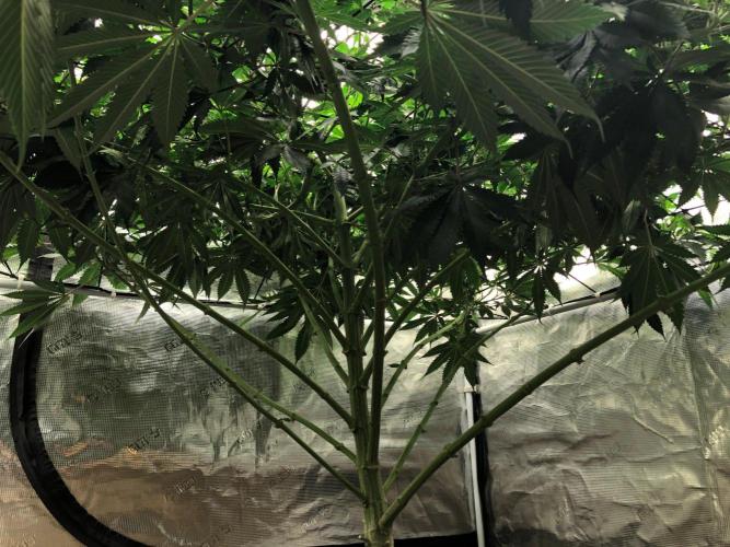 Silver Widow Kannabaia Indoor Summer. Week 12