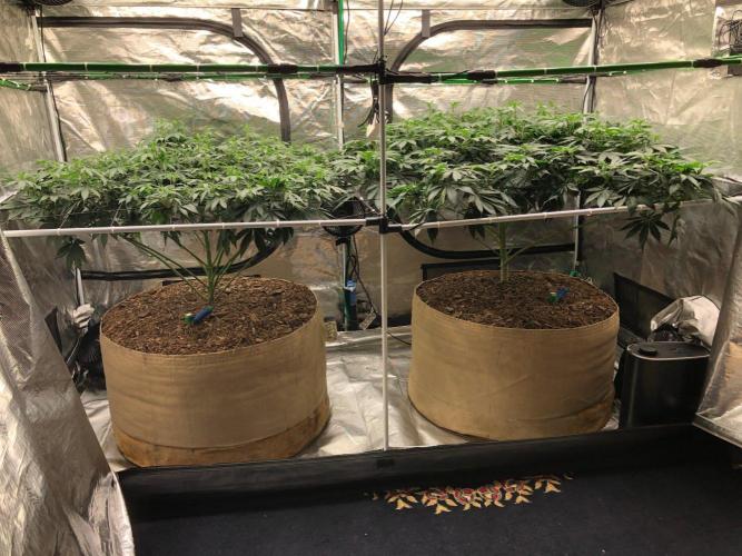 Silver Widow Kannabaia Indoor Summer. Week 12