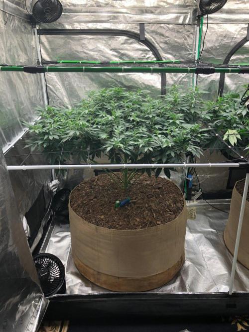 Lemonchello Haze Seedsman Indoor Summer. Week 11