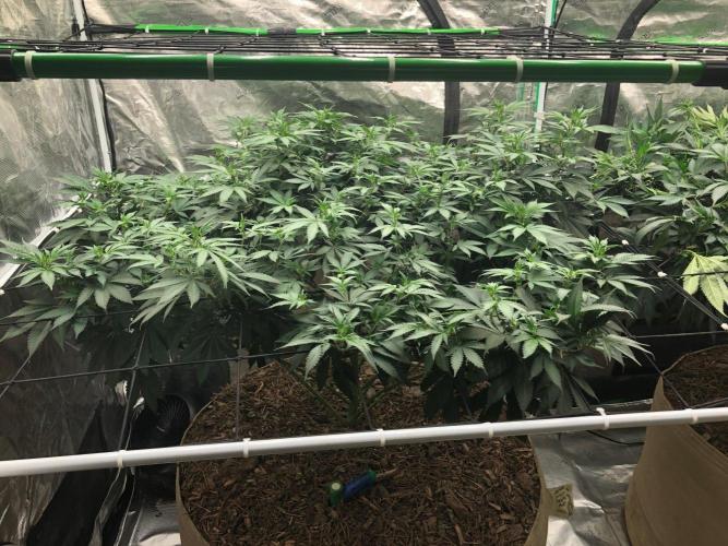 Lemonchello Haze Seedsman Indoor Summer. Week 11