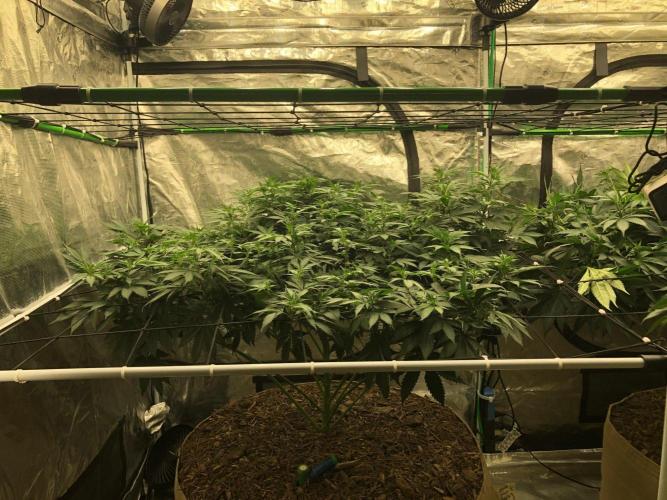 Lemonchello Haze Seedsman Indoor Summer. Week 11