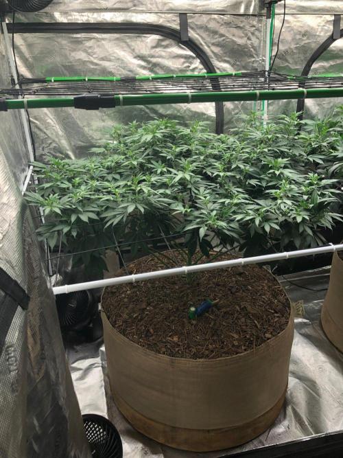 Lemonchello Haze Seedsman Indoor Summer. Week 11