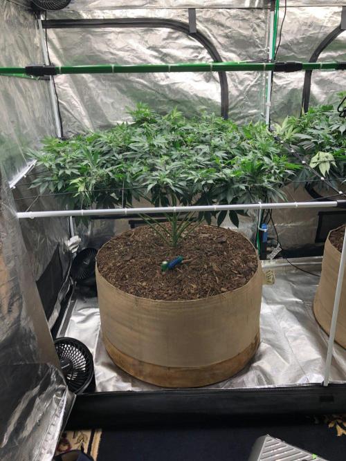 Lemonchello Haze Seedsman Indoor Summer. Week 11