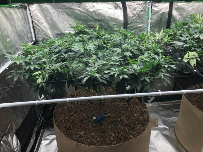 Lemonchello Haze Seedsman Indoor Summer. Week 11