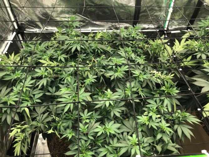 Lemonchello Haze Seedsman Indoor Summer. Week 11