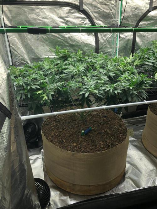 Lemonchello Haze Seedsman Indoor Summer. Week 11