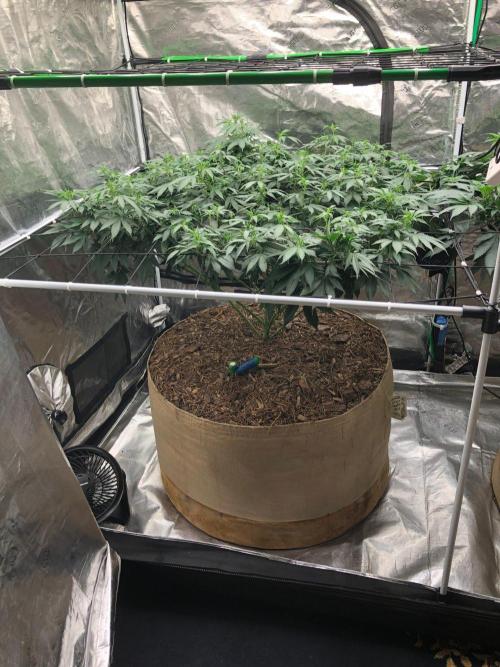 Lemonchello Haze Seedsman Indoor Summer. Week 11