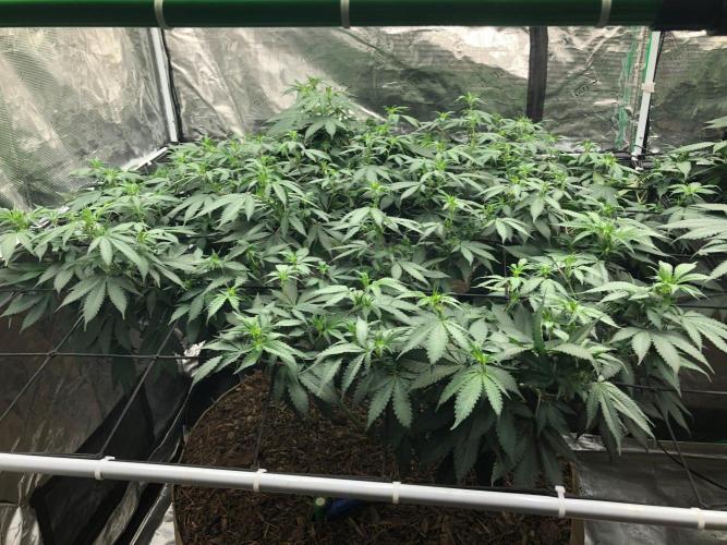 Lemonchello Haze Seedsman Indoor Summer. Week 11