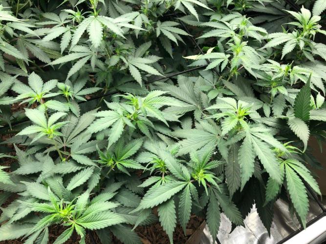 Lemonchello Haze Seedsman Indoor Summer. Week 11