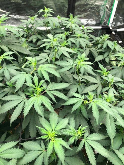 Lemonchello Haze Seedsman Indoor Summer. Week 11