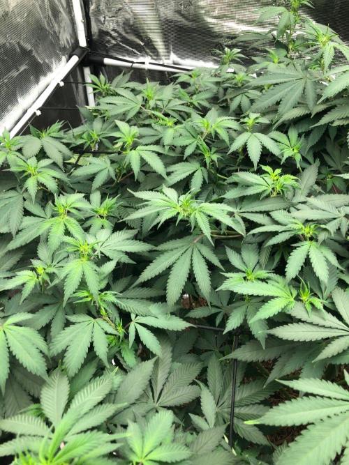 Lemonchello Haze Seedsman Indoor Summer. Week 11