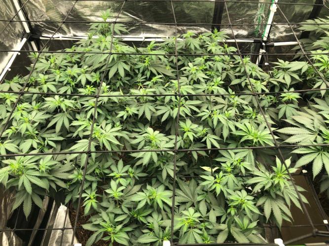 Lemonchello Haze Seedsman Indoor Summer. Week 11