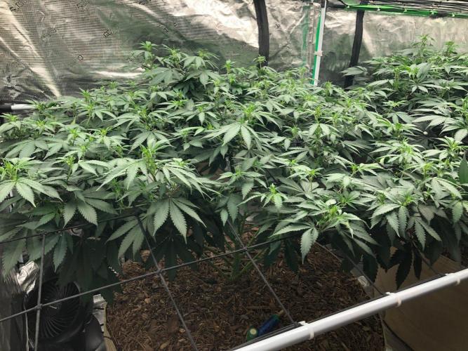 Lemonchello Haze Seedsman Indoor Summer. Week 11