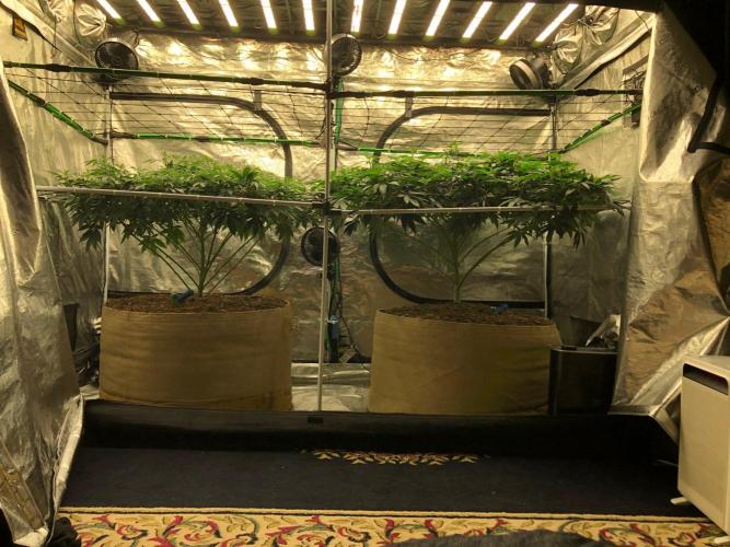 Lemonchello Haze Seedsman Indoor Summer. Week 11