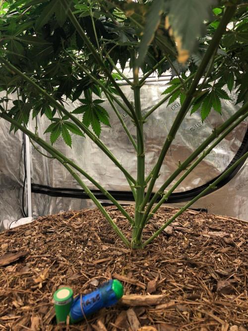 Lemonchello Haze Seedsman Indoor Summer. Week 11