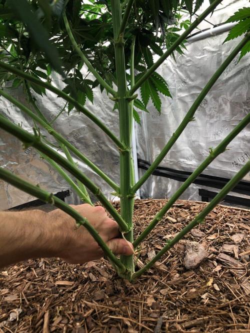 Lemonchello Haze Seedsman Indoor Summer. Week 11