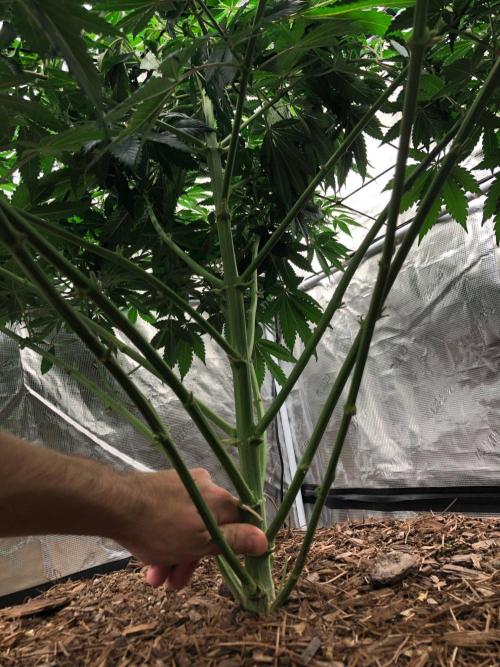 Lemonchello Haze Seedsman Indoor Summer. Week 11