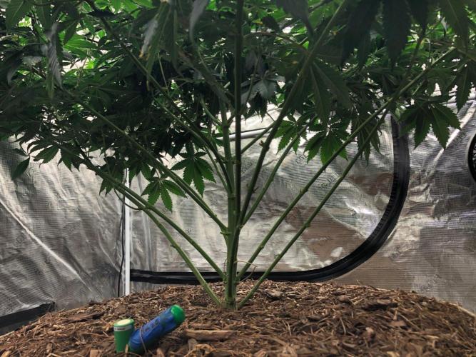 Lemonchello Haze Seedsman Indoor Summer. Week 11