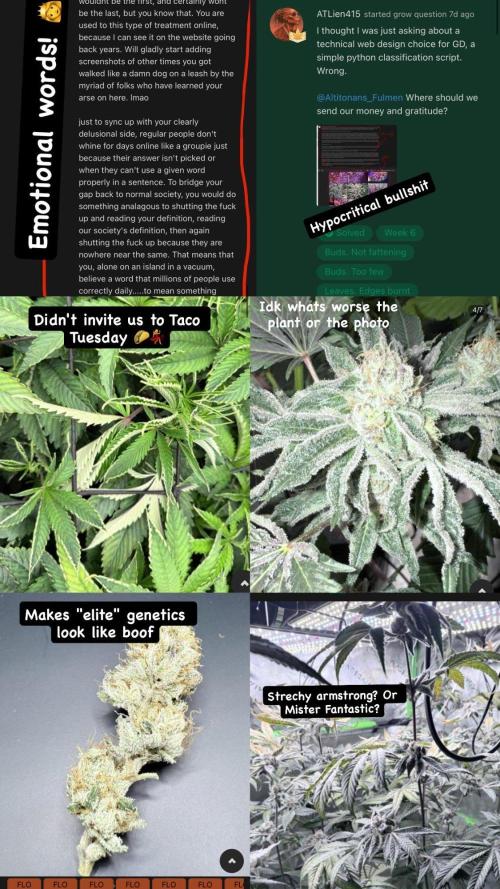 Purple Devil Auto Veg Tent Spring Ganja Farmer Seeds . Week 10