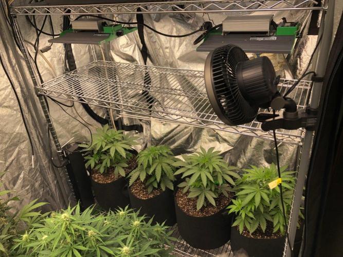 Gorilla Lite 4x8. Week 3