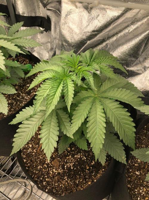 Big Berry Boom Boom Sensi Indoor Fall. Week 3