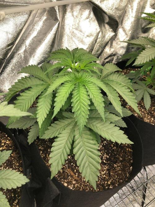 Big Berry Boom Boom Sensi Indoor Fall. Week 3
