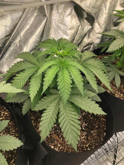 Big Berry Boom Boom Sensi Indoor Fall. Week 3