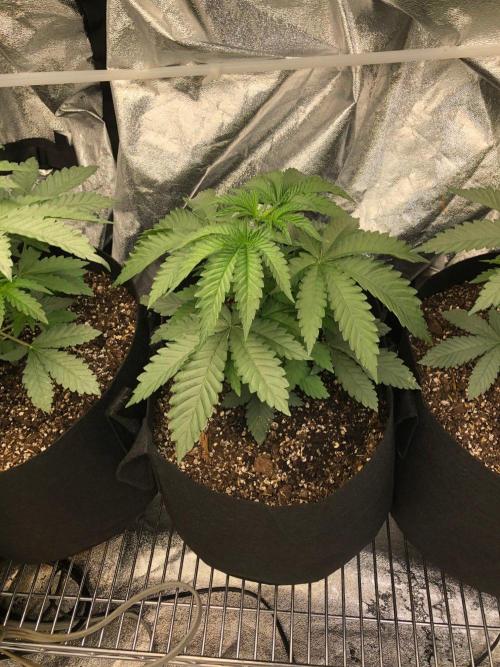 Big Berry Boom Boom Sensi Indoor Fall. Week 3