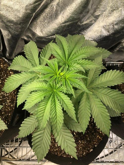 Big Berry Boom Boom Sensi Indoor Fall. Week 3