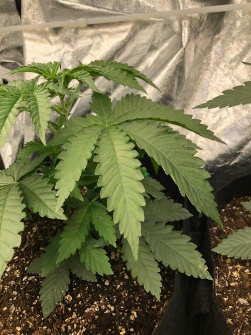Big Berry Boom Boom Sensi Indoor Fall. Week 3