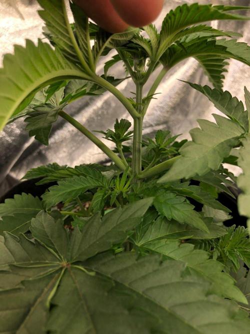 Big Berry Boom Boom Sensi Indoor Fall. Week 3