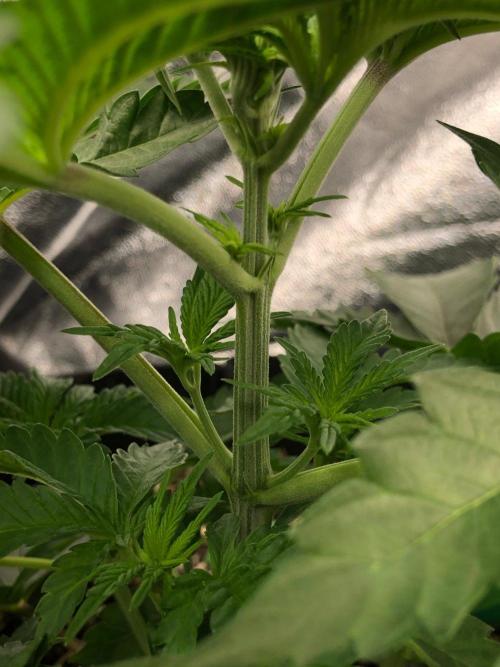 Big Berry Boom Boom Sensi Indoor Fall. Week 3