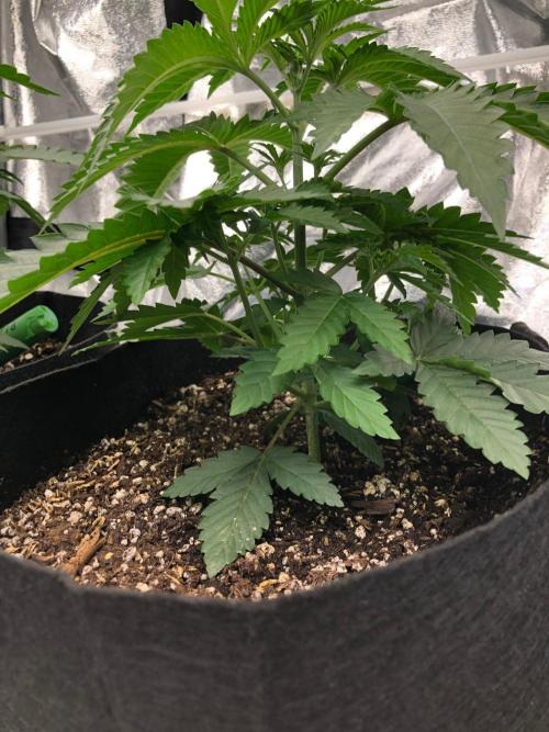 Big Berry Boom Boom Sensi Indoor Fall. Week 3