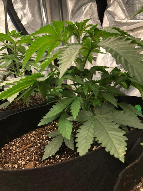 Big Berry Boom Boom Sensi Indoor Fall. Week 3