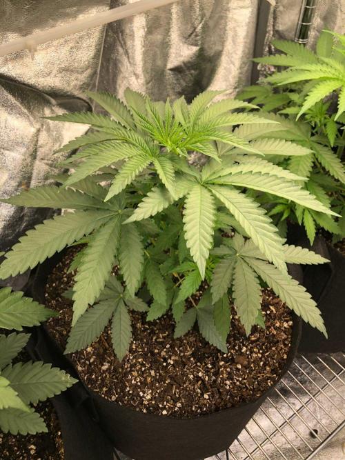 Vlad The Inhaler Sensi Indoor Fall. Week 3