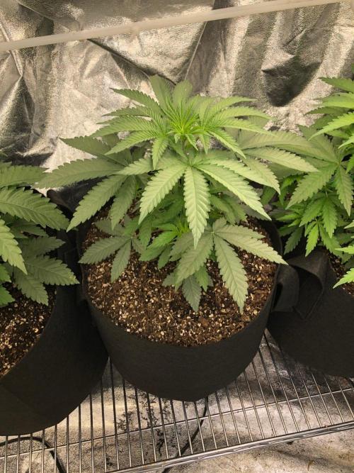 Vlad The Inhaler Sensi Indoor Fall. Week 3