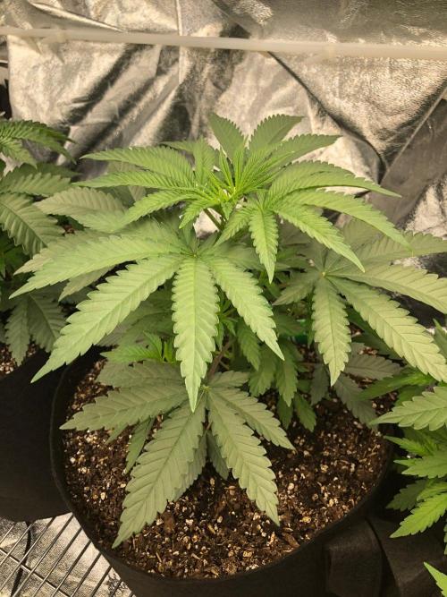 Vlad The Inhaler Sensi Indoor Fall. Week 3