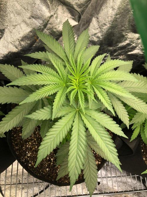 Vlad The Inhaler Sensi Indoor Fall. Week 3