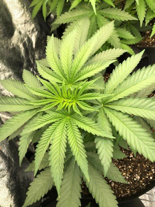 Vlad The Inhaler Sensi Indoor Fall. Week 3