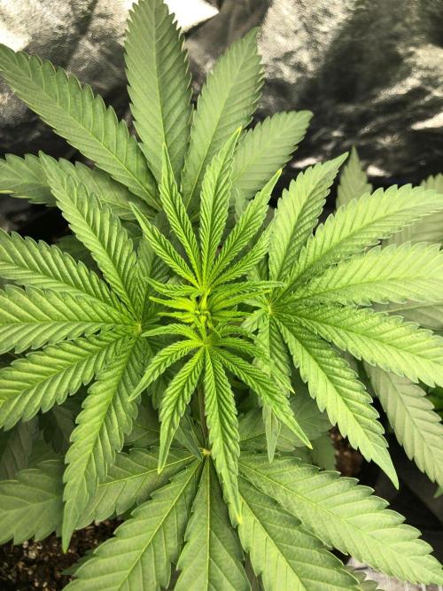Vlad The Inhaler Sensi Indoor Fall. Week 3