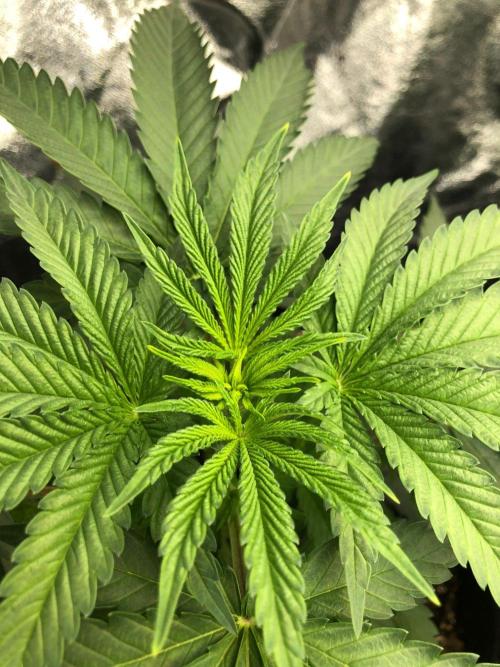 Vlad The Inhaler Sensi Indoor Fall. Week 3