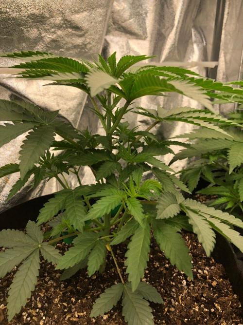 Vlad The Inhaler Sensi Indoor Fall. Week 3