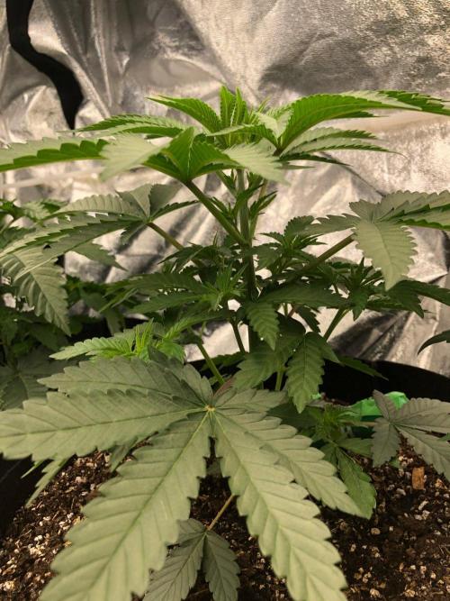 Vlad The Inhaler Sensi Indoor Fall. Week 3