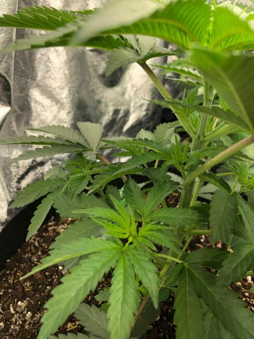 Vlad The Inhaler Sensi Indoor Fall. Week 3