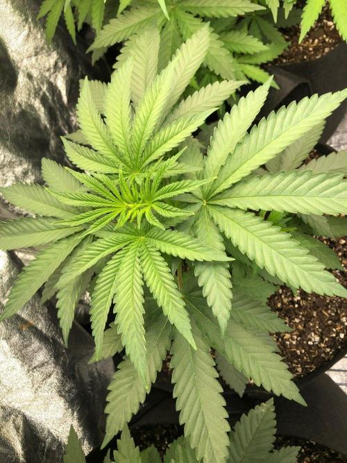 Vlad The Inhaler Sensi Indoor Fall. Week 3