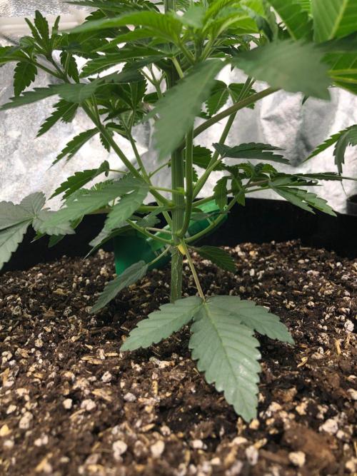 Vlad The Inhaler Sensi Indoor Fall. Week 3