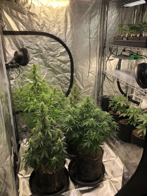Vlad The Inhaler Sensi Indoor Fall. Week 3