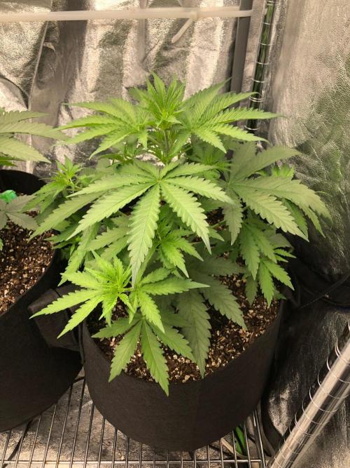 Northern Lights #5 Haze Cinderella 99. Week 3